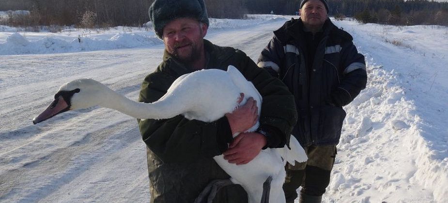 В Карпинске спасенный лебедь обживается на новом месте