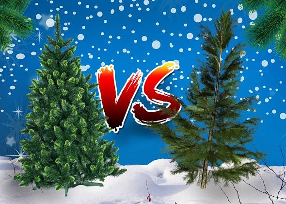 Какую елку вы ставите на Новый год? Искусственную или живую?