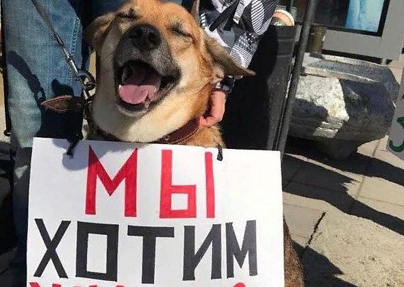 "Собаки в законе". Что волонтеры зоозащиты думают о новом законе, который касается защиты животных?