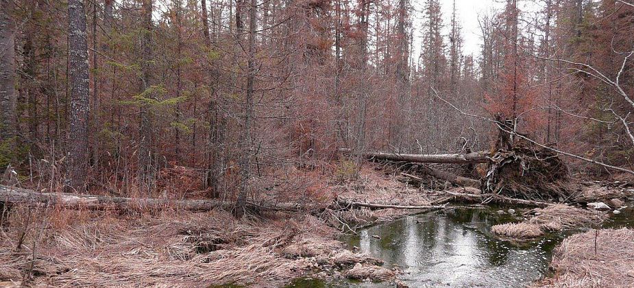 Здесь рыбы нет. Животных тоже скоро  не будет. Да и люди пусть уходят
