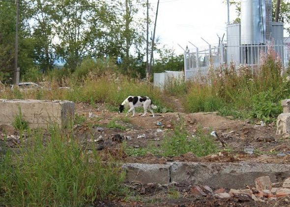 Жильцы погоревшего района по Ленина жалуются на захвативших двор собак, которые активно размножаются