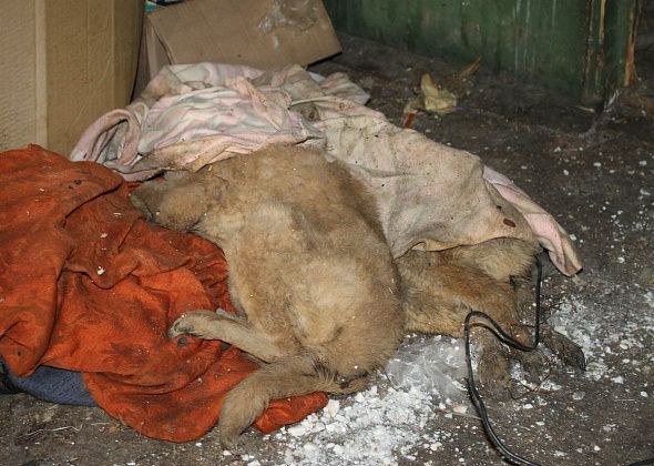 В Карпинске нет желающих убирать трупы животных и птиц