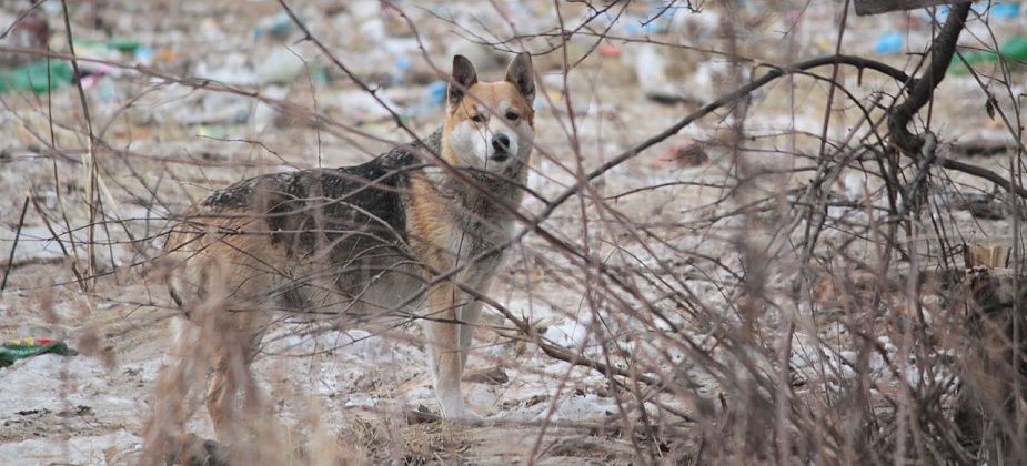 Горожане жалуются на стаи бродячих собак