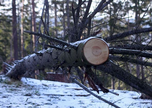Прокуратура Карпинска выявила незаконную вырубку леса и заставила нарушителя возместить ущерб