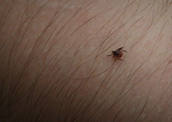 Клещи уже начали кусать карпинцев. С начала сезона зафиксировано шесть таких случаев