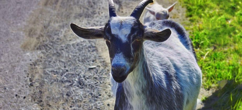 Карпинская мэрия готова возместить фермерам часть затрат на корм для скота