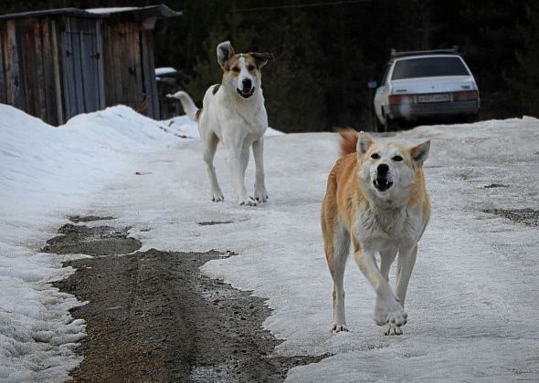 В Карпинске бродячая собака укусила школьницу за ногу