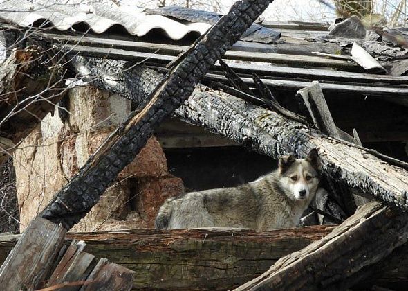 В Карпинске по-прежнему не могут найти фирму для отлова безнадзорных собак
