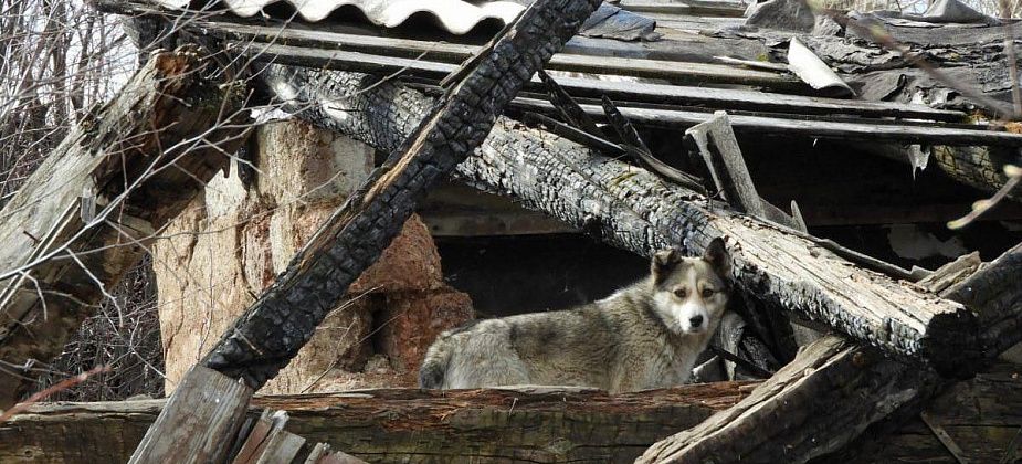 В Карпинске по-прежнему не могут найти фирму для отлова безнадзорных собак