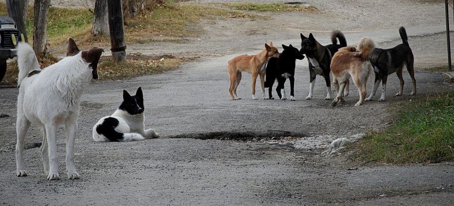 В Карпинске объявлен еще один тендер на отлов собак