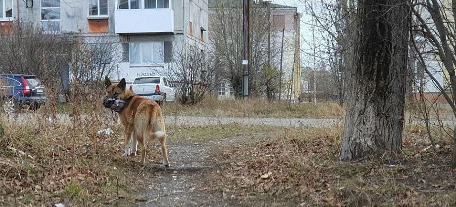 На отлов собак в Карпинске выделено еще более 500 тысяч рублей