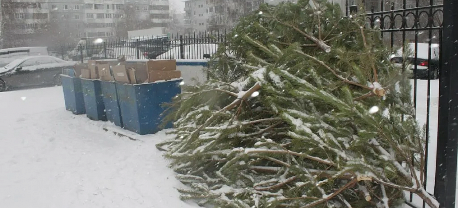 Куда в Карпинске можно выбросить новогоднюю ель