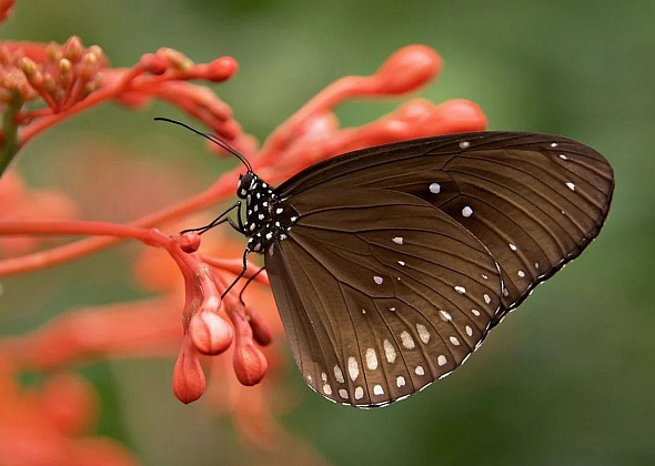 В городском музее пройдет выставка живых тропических бабочек