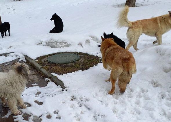 «Хорошо, что у меня была лопата»: карпины жалуются на агрессию со стороны бездомных собак