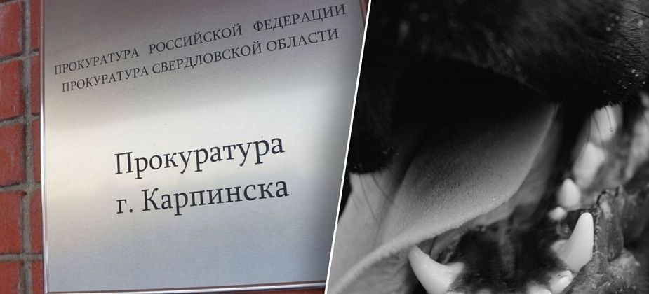 По факту нападения бездомной собаки на 7-летнюю девочку прокуратура проводит проверку
