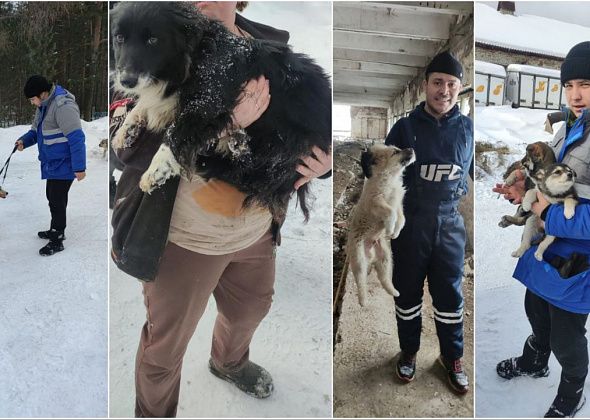 Подрядчик, занимающийся отловом собак в Карпинске, поймал и увез из города 17 животных