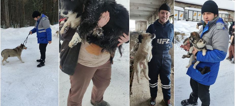 Подрядчик, занимающийся отловом собак в Карпинске, поймал и увез из города 17 животных