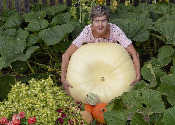 Жительница Карпинска вырастила тыкву-гиганта весом более 100 кг