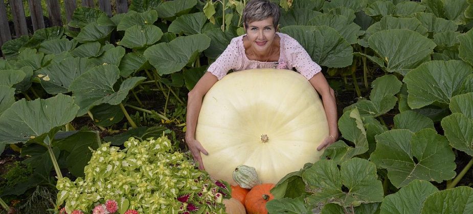 Жительница Карпинска вырастила тыкву-гиганта весом более 100 кг