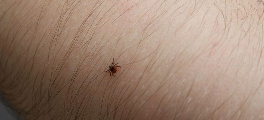 Карпинск - в антирейтинге городов по числу горожан, пострадавших от укусов клещей