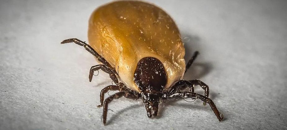 Паразиты проснулись. В Карпинске зарегистрированы первые укусы клеща