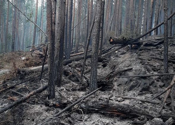 В городском округе Карпинск сгорели 334,6 гектара леса