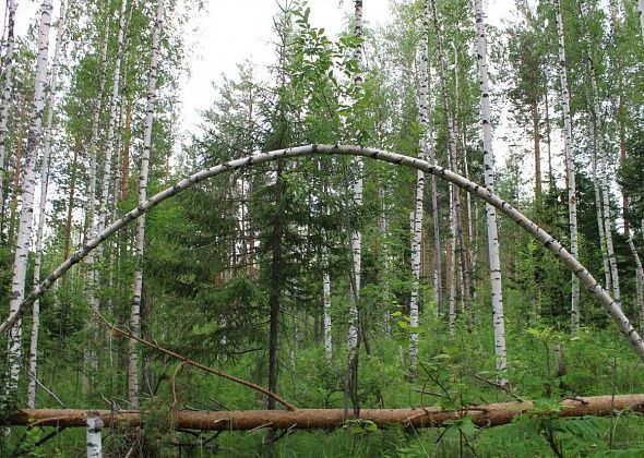 Горожан просят воздержаться от походов в лес у карьера «Пещерный»