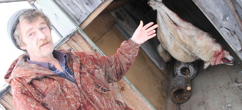 Они приходят тихо… Серовские поселки обложили волки. Съели уже около 20 собак. Люди боятся за жизнь