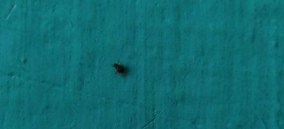 Жильцы пятиэтажного дома жалуются на клопов, которые ползут из квартиры на четвертом этаже