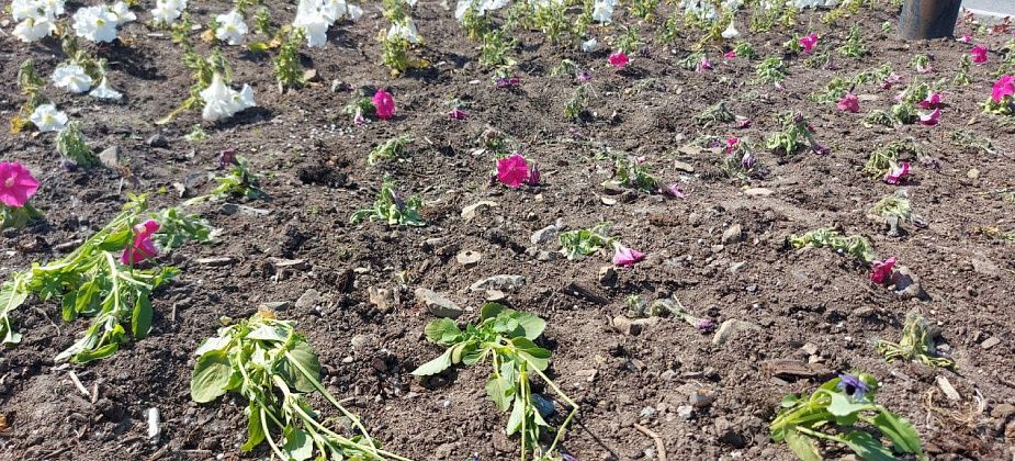 На городской клумбе у автовокзала погибли цветы. В «УКХ» заверили, что проблема будет устранена