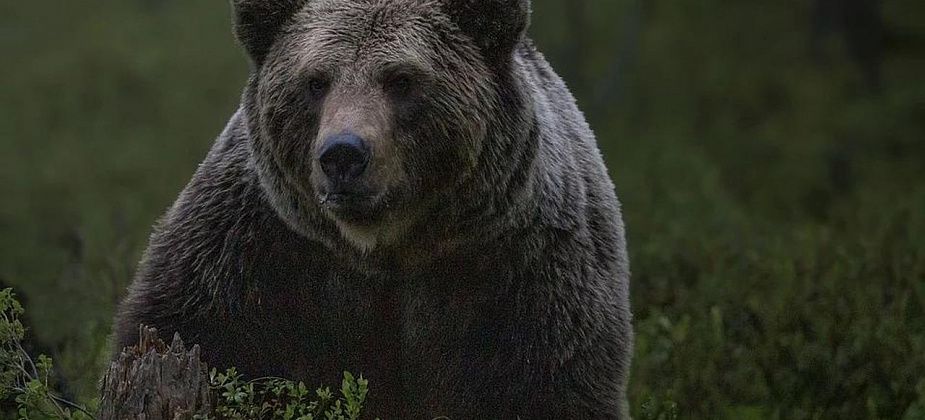 Медведь, которого видели в районе поселка Антипинский - все еще где-то гуляет