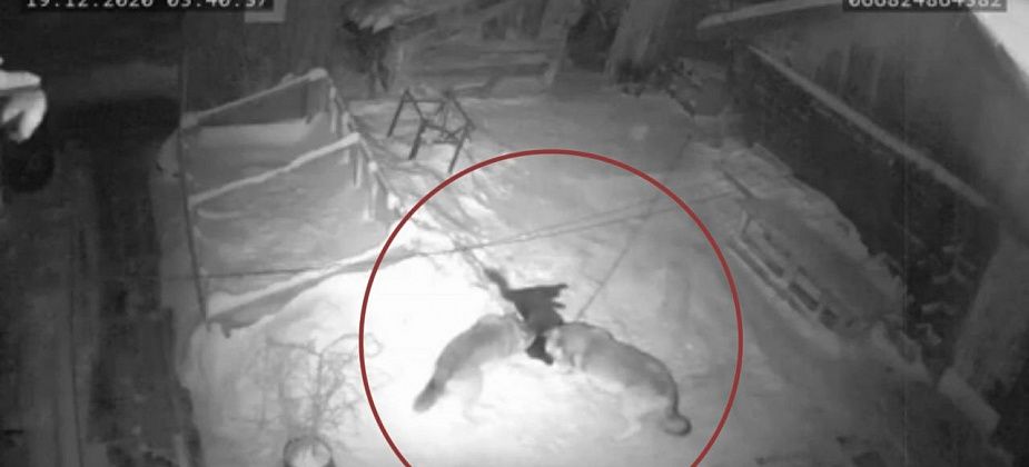 Горожане делятся видео, где волки загрызли хозяйскую собаку. Сообщаем: это видео не из Карпинска