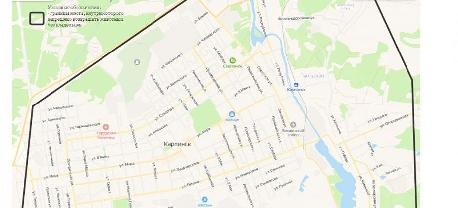 Мэр Карпинска запретил возвращать бездомных собак в черту города