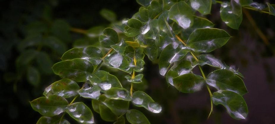 Синоптик: дожди продлятся до конца мая