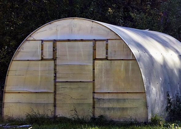 В России начали строить теплицы для бананов