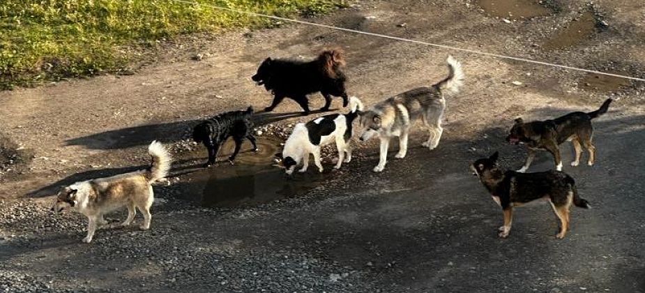 Собаки продолжают кусать карпинцев. Тем временем «УКХ» делает новую попытку найти фирму на отлов