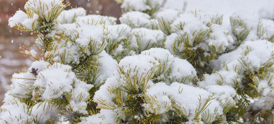 Ноябрь на севере области ожидается на градус теплее нормы 