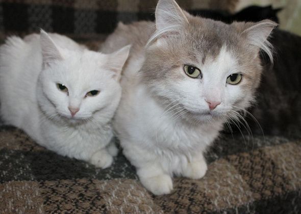 В России внесут в базу данных всех домашних питомцев