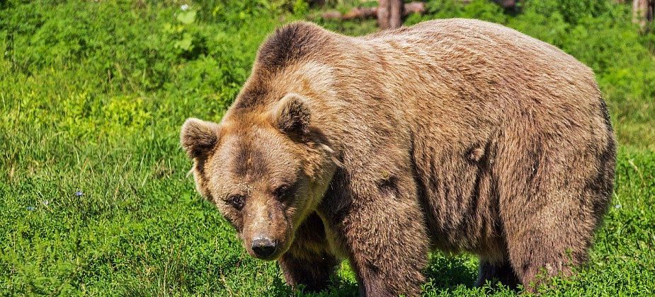 Власти рассказали об опасности встреч с медведями и о том, куда сообщать о встрече с косолапыми