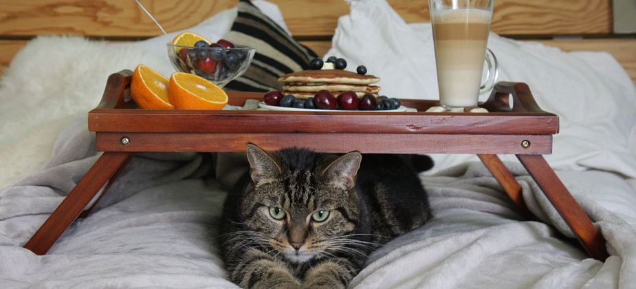 Молоко под запретом: какие продукты нельзя давать кошкам? 