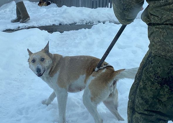 Теперь в Карпинске намерены поймать уже две сотни бродячих собак