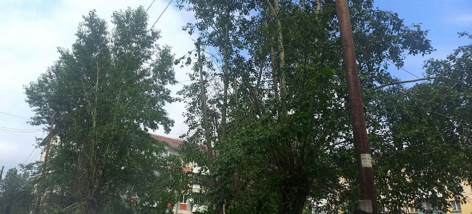 На Куйбышева частично обрезали тополя, которые задевали провода ЛЭП