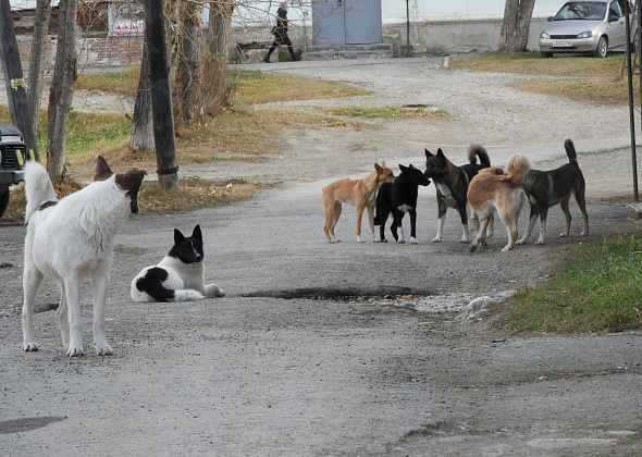 Карпинцы вновь жалуются на большие своры беспризорных собак