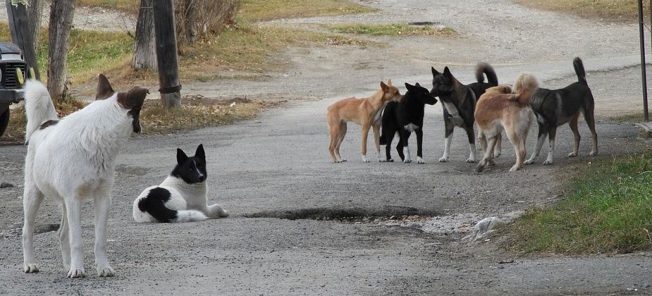 Карпинцы вновь жалуются на большие своры беспризорных собак