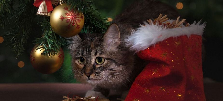 В 2022 году новогодние каникулы будут длиться 10 дней 