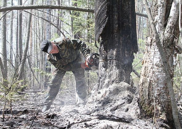 Причины возникновения пожаров в лесу и меры по их предотвращению