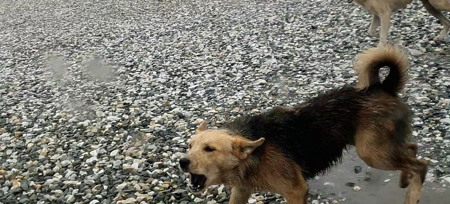 В Карпинске вновь не смогли найти желающих отловить бездомных собак. Это уже седьмая попытка