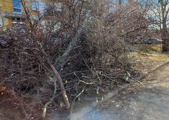 Жители дома №34 по Куйбышева недовольны ликвидацией яблони в их дворе