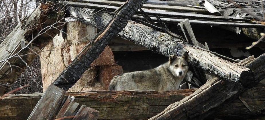 Специалисты «УКХ» уже в шестой раз пытаются найти фирму для отлова собак