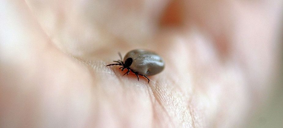 Клещи «прилетели».  Санитарные врачи прогнозируют всплеск активности опасных насекомых